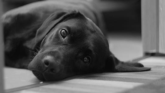 adult black Labrador retriever thumbnail