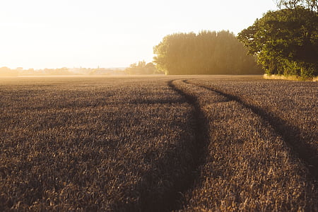 brown grass field thumbnail