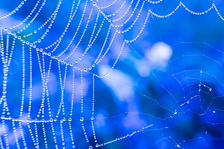 spider web photo thumbnail