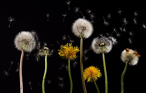 seven dandelions thumbnail