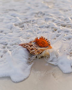 conch on seashore thumbnail