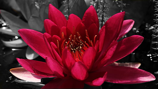 red lotus flower in bloom thumbnail