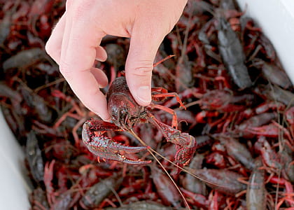 person holding red lobster thumbnail
