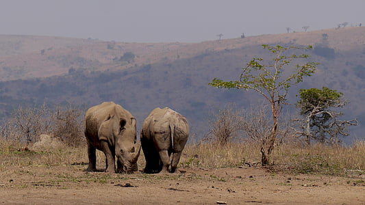two grey elephants near tree thumbnail