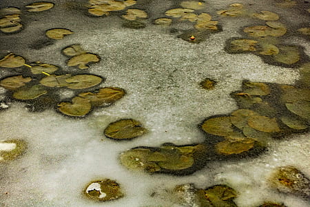 green water lilies thumbnail