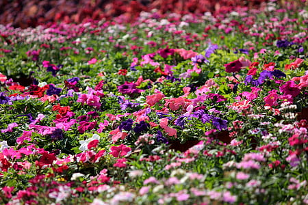 Pink, Purple, and White Impatiens Plant Field thumbnail