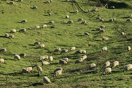 herd of sheep thumbnail