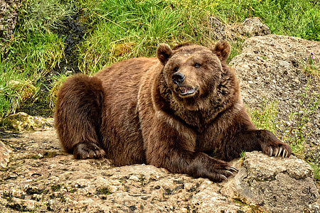 brown bear photo thumbnail