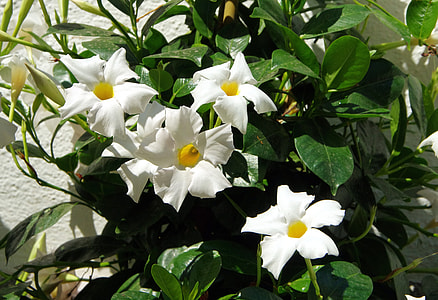 Mandevilla, Mandevilla Sanderi thumbnail