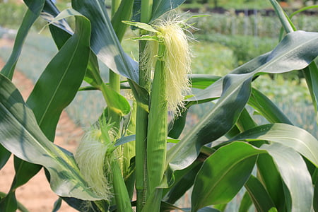 close-up photography of corn plant thumbnail