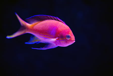 selective focus photography of pink fish thumbnail
