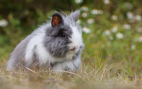 focus photo of white and gray rodent on dried grass field thumbnail