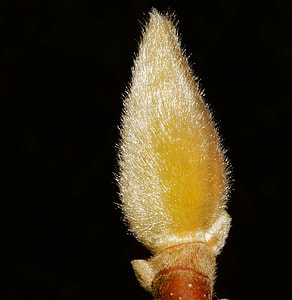 closeup photo of brown fur brush thumbnail