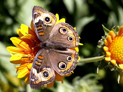 shallow focus photography of common buckeye butterfly sits on orange flower during daytime thumbnail