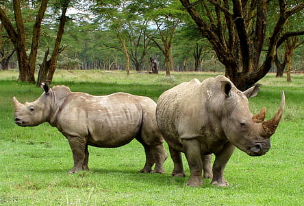 two Rhinoceros standing on grass fiels thumbnail