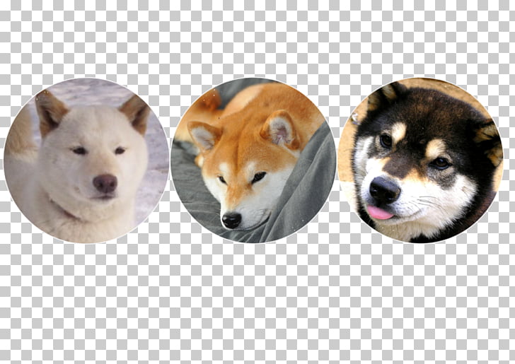 Shiba Inu Shikoku Dog Akita Dog Breed Non Sporting Group