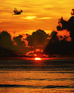 silhouette photography of bird flying above ocean thumbnail