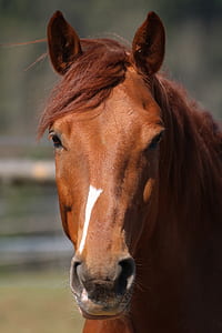 selective focus photography of brown horse at daytime thumbnail