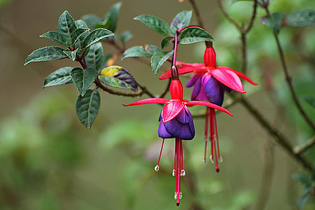 red and blue flowers  hanging on green tree  branches thumbnail