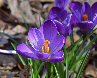 closeup photo of purple petaled flowers thumbnail