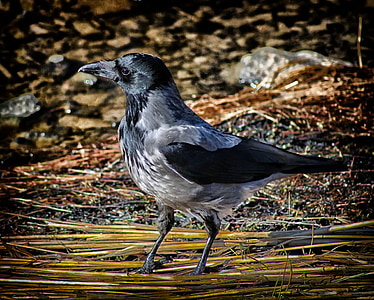 black crow bird thumbnail