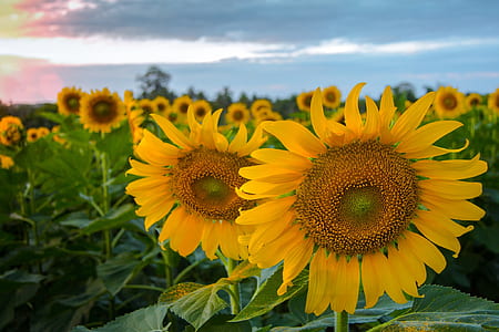 shallow focus photography of yellow flowers thumbnail