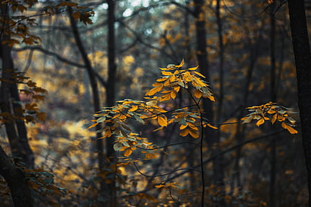Forest Leaves Changing In Fall Photo thumbnail