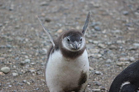 selective focus photography of penguin thumbnail