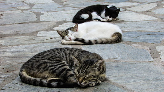 three cats sleeping outdoor thumbnail