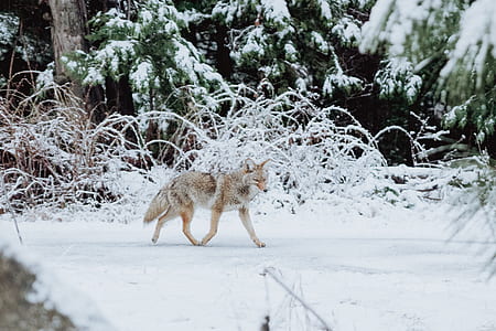 fox walking on snow near trees thumbnail