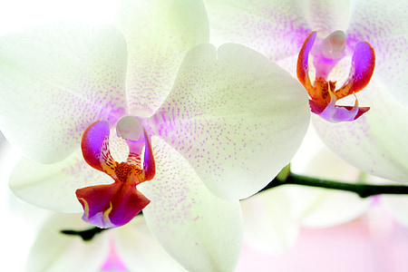white orchid flowers in macro shot thumbnail