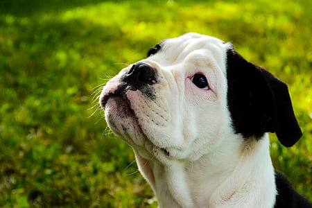 adult white and black Boston terrier thumbnail