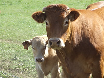 brown cattle with calf standing on lush pasture thumbnail