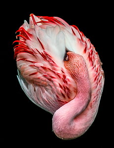pink and white flamingo thumbnail