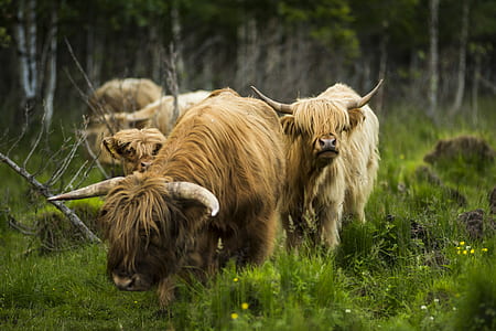 four beige 4-legged animals walking on green grass field thumbnail