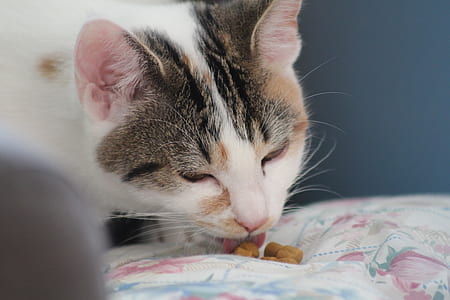 tricolored cat eating pellet thumbnail