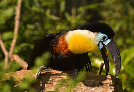 yellow and black bird on brown wooden branch thumbnail