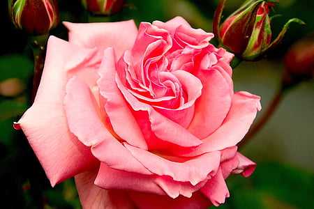 close-up photo of pink Rose flower thumbnail