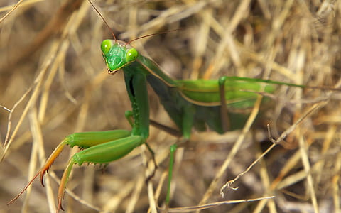 macro photography of green praying mantis thumbnail