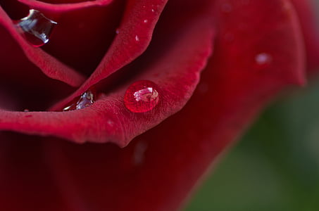 water droplet on red rose thumbnail