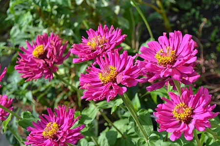 pink Gerbera flowers thumbnail