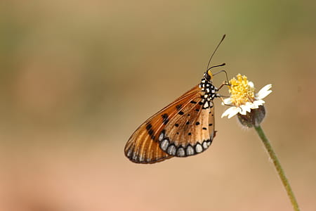 Brown and Black Butterfly on White Petaled Flower thumbnail