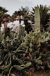 Plants of Portugal thumbnail