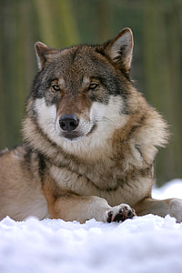 adult sable wolf laying down on snow thumbnail