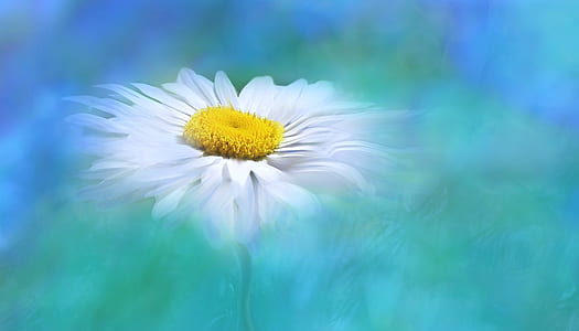 selective focus photography of white daisy flower thumbnail