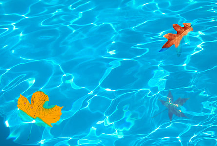 two dried maple leaf on swimming pool thumbnail