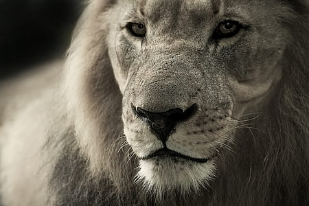 greyscale photo of lion thumbnail