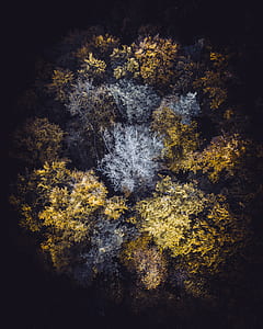 aerial photography of green leafed trees thumbnail