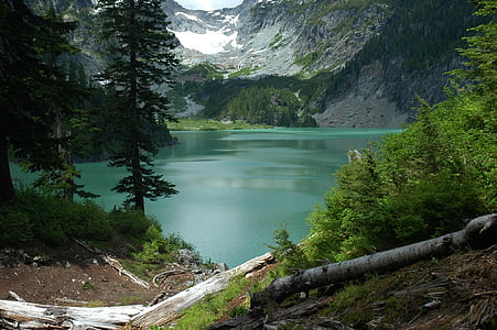 green leaf tree near lake photo thumbnail