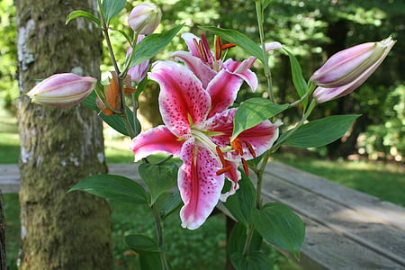 pink stargazer lily beside pathway near woods thumbnail